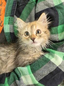 Noodle -  Domestic Short Hair Cat for Adoption in New Hope, Pennsylvania - Noodle | PetCurious