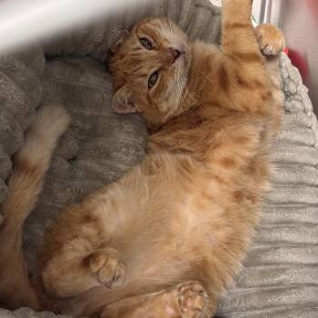 Peabody -  Domestic Short Hair Cat Available for Adoption in Charleston, South Carolina - Peabody | PetCurious