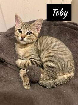 Rescue Tabby and Domestic Short Hair Cats for Adoption in Shrewsbury, Massachusetts - Toby | PetCurious