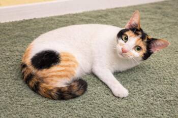 Calico Cats Available for Adoption - Celeste  | PetCurious