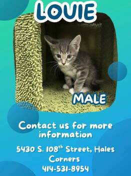 Domestic Short Hair Cats Available for Adoption in Muskego, Wisconsin - Louis - Sweet And Affectionate Kitten | PetCurious