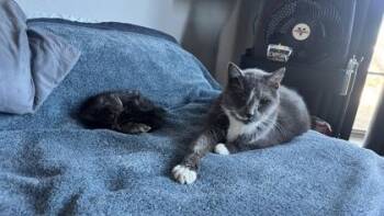 Mouth -  Russian Blue and Domestic Short Hair Cat Available for Adoption in Mckinney, Texas - Mouth | PetCurious