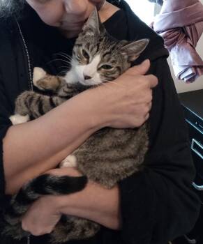 Rescue Domestic Short Hair Cats for Adoption in New York, New York - HAN SOLO <3 | PetCurious