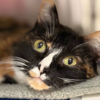 Rescue Domestic Short Hair Cats for Adoption in Cumming, Georgia - Coco | PetCurious