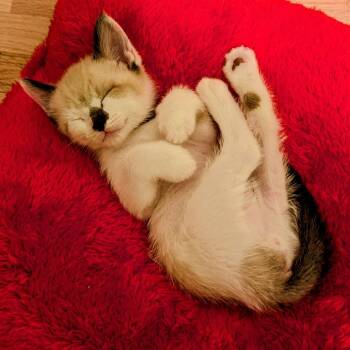 Corby (Purple Collar) -  Snowshoe Cat for Adoption in Wichita, Kansas - Corby (Purple Collar) | PetCurious