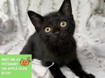 NORI -  Domestic Short Hair Cat for Adoption in Fort Wayne, Indiana - NORI | PetCurious