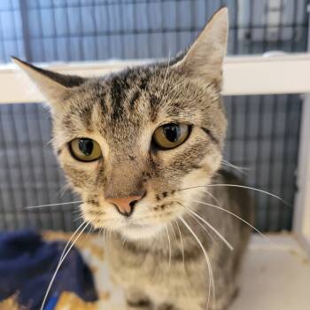 Rescue Domestic Short Hair Cats for Adoption in Ruckersville, Virginia - High Heel | PetCurious