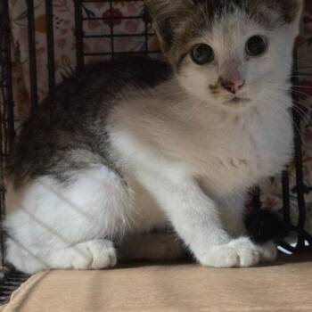 Scooter J -  Domestic Short Hair Cat for Adoption in Tampa, Florida - Scooter J | PetCurious