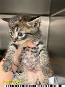 Rescue Domestic Short Hair Cats for Adoption in West Palm Beach, Florida - - DILL | PetCurious