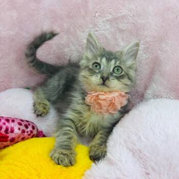 Sugar Bear -  Domestic Medium Hair and Maine Coon Cat for Adoption in Tavares, Florida - Sugar Bear | PetCurious