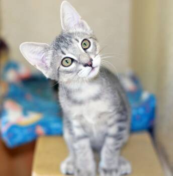MINY -  Tabby Cat for Adoption in San Clemente, California - MINY | PetCurious