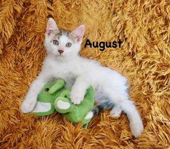 August -  Turkish Angora Cat Available for Adoption in St. Augustine, Florida - August | PetCurious
