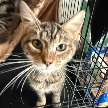 Me Me Me -  Domestic Short Hair Cat for Adoption in Granby, Missouri - Me Me Me | PetCurious