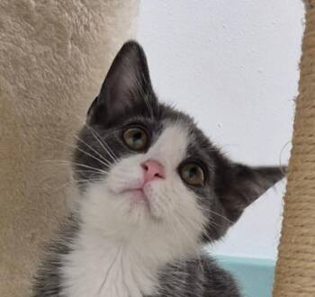 Chloe -  Domestic Short Hair Cat for Adoption in South Bend, Indiana - Chloe | PetCurious