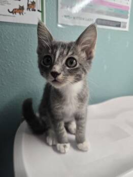 Laure -  Domestic Short Hair Cat for Adoption in Sherwood, Oregon - Laure | PetCurious