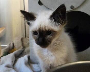 A1052302 -  Domestic Medium Hair Cat for Adoption in Martinez, California - A1052302 | PetCurious