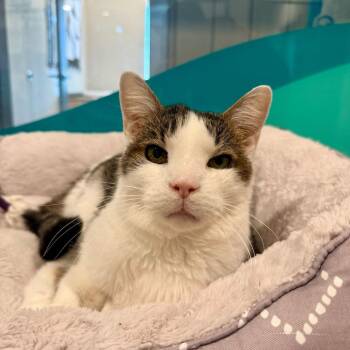 Domestic Short Hair Cats Available for Adoption in Louisville, Kentucky - Skippy | PetCurious
