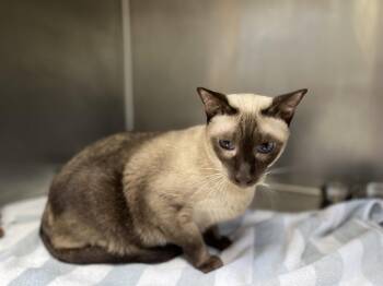 Fenway -  Siamese Cat for Adoption in Hilton Head Island, South Carolina - Fenway | PetCurious