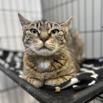 Tink -  Domestic Short Hair Cat for Adoption in Jackson, Michigan - Tink | PetCurious