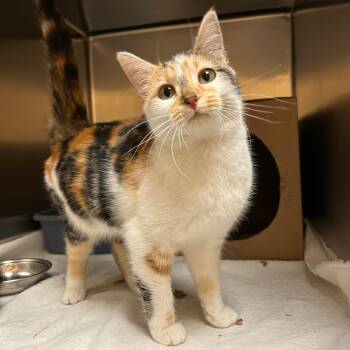 Cere -  Domestic Short Hair Cat for Adoption in Lindon, Utah - Cere | PetCurious