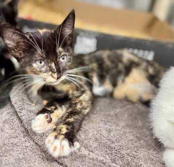 Brillo -  Domestic Short Hair Cat for Adoption in Danielsville, Georgia - Brillo | PetCurious