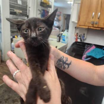 Fanny -  Domestic Short Hair Cat for Adoption in Evensville, Tennessee - Fanny | PetCurious