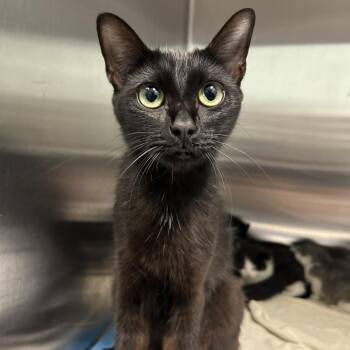 Summer Daisy -  Bombay Cat for Adoption in Greensboro, North Carolina - Summer Daisy | PetCurious