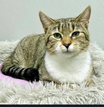 Domestic Short Hair Cats Available for Adoption - Sephora | PetCurious