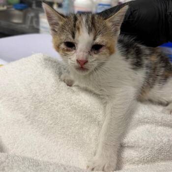Domestic Short Hair Cats Available for Adoption in Ontario, California - SUGAR | PetCurious