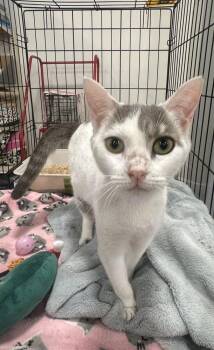 Domestic Short Hair Cats Available for Adoption in Deltona, Florida - Silver | PetCurious