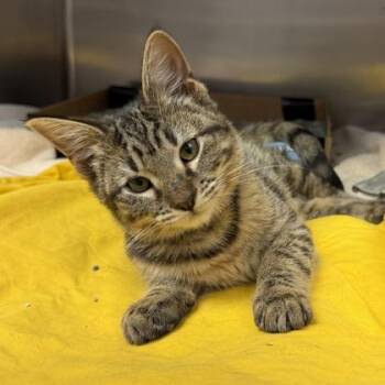 PC Music -  Domestic Short Hair Cat for Adoption in Richmond, Virginia - PC Music | PetCurious