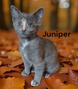 Rescue Dilute Tortoiseshell Cats for Adoption in Weems, Virginia - Juniper | PetCurious