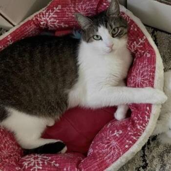 Zoe -  Domestic Short Hair Cat for Adoption in Fort Worth, Texas - Zoe | PetCurious