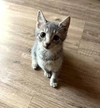 Andy -  Domestic Short Hair Cat for Adoption in New Hope, Pennsylvania - Andy | PetCurious