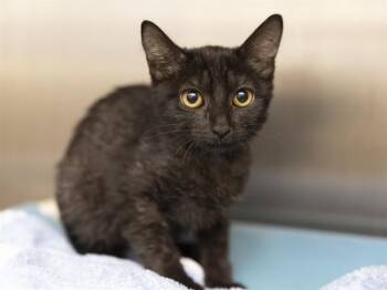 PIPER -  Domestic Short Hair Cat for Adoption in Phoenix, Arizona - PIPER | PetCurious