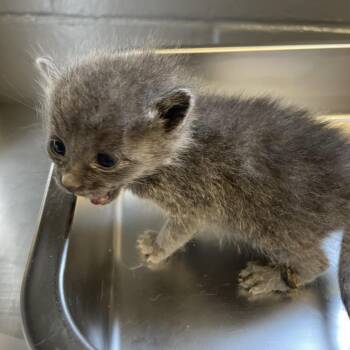 Fifty -  Domestic Short Hair Cat for Adoption in Tuscaloosa, Alabama - Fifty | PetCurious