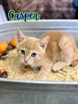Rescue Domestic Short Hair Cats for Adoption in Boerne, Texas - Casper | PetCurious