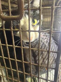 Domestic Short Hair Cats Available for Adoption - BEBOP | PetCurious