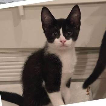 Boomer -  Domestic Short Hair Cat for Adoption in Orangevale, California - Boomer | PetCurious
