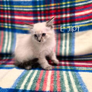 E-Jipt -  Siamese Cat for Adoption in Parkersburg, West Virginia - E-Jipt | PetCurious