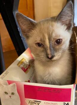 Chickory -  Domestic Short Hair Cat for Adoption in Albuquerque, New Mexico - Chickory | PetCurious
