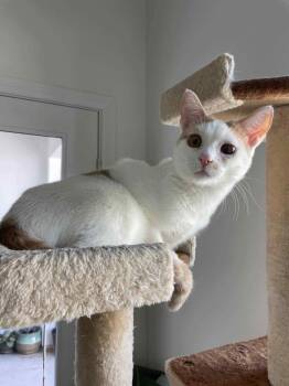 Rescue Domestic Short Hair Cats for Adoption in Santa Monica, California - Pieter | PetCurious