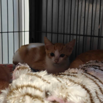 Rescue Domestic Short Hair Cats for Adoption in New Orleans, Louisiana - Tulsi | PetCurious