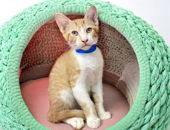 ORLANDO -  Domestic Short Hair Cat for Adoption in Fort Lauderdale, Florida - ORLANDO | PetCurious