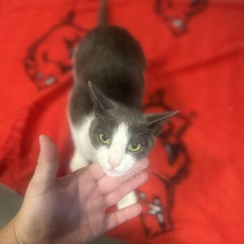 (Found) Rikky -  Domestic Short Hair Cat for Adoption in Cabot, Arkansas - (Found) Rikky | PetCurious