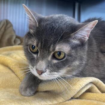 Grayson -  Domestic Short Hair Cat for Adoption in Madisonville, Tennessee - Grayson | PetCurious