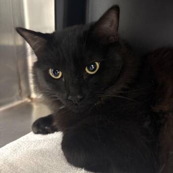 Domestic Medium Hair Cats Available for Adoption in Morganton, North Carolina - Undertaker | PetCurious