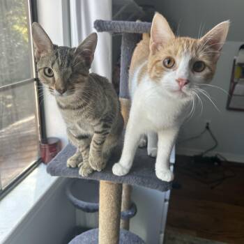 Domestic Short Hair Cats Available for Adoption in Granby, Connecticut - Davey And Hope | PetCurious