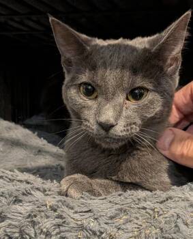 Daphne -  Domestic Short Hair Cat for Adoption in Hamilton, Ontario - Daphne | PetCurious