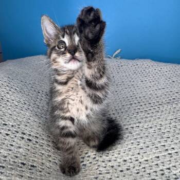 Domestic Short Hair Cats Available for Adoption in San Antonio, Texas - Skillet | PetCurious